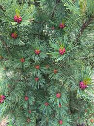 Image result for Pinus cembra