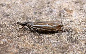 Attēlu rezultāti vaicājumam “Crambus lathoniellus”