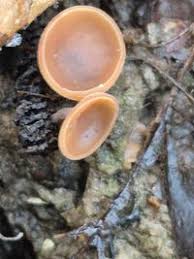 Attēlu rezultāti vaicājumam “Ciboria amentacea”