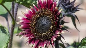 Attēlu rezultāti vaicājumam “Helianthus annuus fruit”