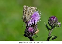 Attēlu rezultāti vaicājumam “Cerapteryx graminis”