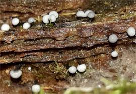 Attēlu rezultāti vaicājumam “Cribraria rufa stalked”