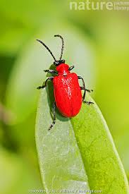 Attēlu rezultāti vaicājumam “Pyrochroa coccinea”