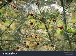 Attēlu rezultāti vaicājumam “Asparagus officinalis fruit”