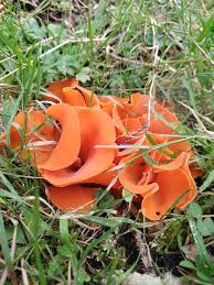 Attēlu rezultāti vaicājumam “Aleuria aurantia”