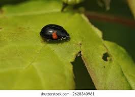 Attēlu rezultāti vaicājumam “Adalia decempunctata”