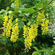 Attēlu rezultāti vaicājumam “Laburnum alpinum flower”