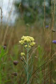 Attēlu rezultāti vaicājumam “Helichrysum arenarium leaf”