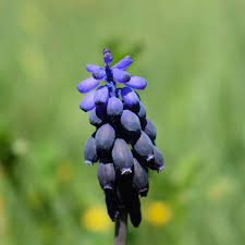 Attēlu rezultāti vaicājumam “Muscari neglectum”