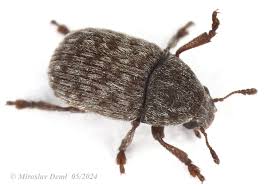 Attēlu rezultāti vaicājumam “Anthribus nebulosus”