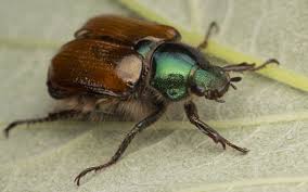 Attēlu rezultāti vaicājumam “Phyllopertha horticola imago”