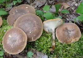Attēlu rezultāti vaicājumam “Polyporus ciliatus”