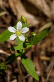 Attēlu rezultāti vaicājumam “Moehringia lateriflora flower”