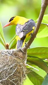 Attēlu rezultāti vaicājumam “Oriolus oriolus male”