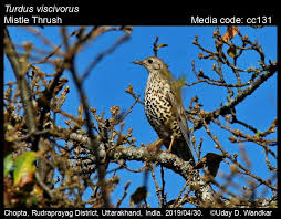 Attēlu rezultāti vaicājumam “Turdus viscivorus”