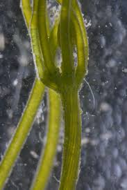 Attēlu rezultāti vaicājumam “Chara contraria”