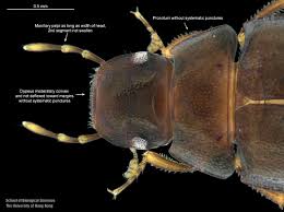 Attēlu rezultāti vaicājumam “Cephalozia bicuspidata sporophyte”