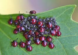 Attēlu rezultāti vaicājumam “Pentatomidae”