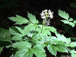 Image result for Christophskraut