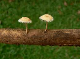 Attēlu rezultāti vaicājumam “Polyporus ciliatus”