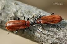 Attēlu rezultāti vaicājumam “Schizotus pectinicornis larva”