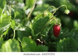 Attēlu rezultāti vaicājumam “Fragaria moschata”