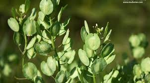 Attēlu rezultāti vaicājumam “Thlaspi arvense”