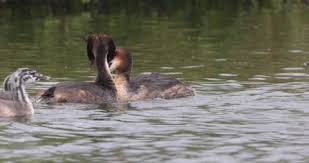 Attēlu rezultāti vaicājumam “Podiceps cristatus adult”