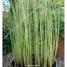 Attēlu rezultāti vaicājumam “Schoenoplectus lacustris subsp. lacustris”