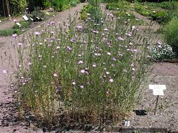 Image result for Kornrade