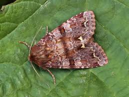 Attēlu rezultāti vaicājumam “Ceramica pisi”