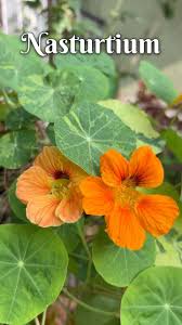 Attēlu rezultāti vaicājumam “Tropaeolaceae”