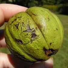 Attēlu rezultāti vaicājumam “Carya ovata fruit”