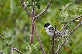Image result for Emberiza pallasi