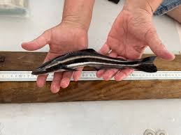 Image result for Rachycentron canadum