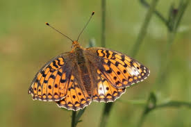 Attēlu rezultāti vaicājumam “Argynnis niobe underside”