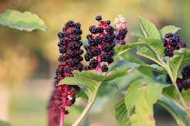 Attēlu rezultāti vaicājumam “Phytolacca acinosa fruit”