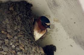 Image result for Petrochelidon pyrrhonota