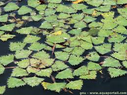 Attēlu rezultāti vaicājumam “Trapaceae”