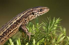 Attēlu rezultāti vaicājumam “Lacerta vivipara female”