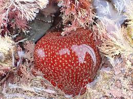 ผลการค้นหารูปภาพสำหรับ strawberry anemone