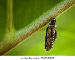 Attēlu rezultāti vaicājumam “Psyche casta”