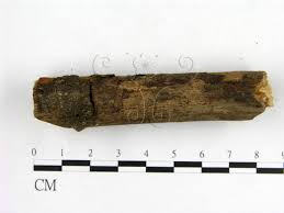 Attēlu rezultāti vaicājumam “Phellinus ferruginosus”