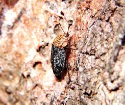 Attēlu rezultāti vaicājumam “Oiceoptoma thoracicum”