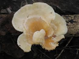 Attēlu rezultāti vaicājumam “Lentinus suavissimus”