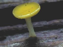 Attēlu rezultāti vaicājumam “Lycogala confusum young”