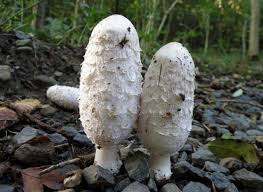 Image result for coprinus