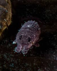 Attēlu rezultāti vaicājumam “Metatrichia floriformis spores”