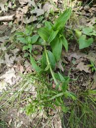 Attēlu rezultāti vaicājumam “Linaria loeselii fruit”