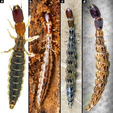 Attēlu rezultāti vaicājumam “Raphidioptera larva”